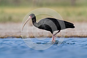 A bare faced ibis