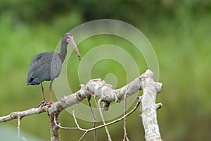 Bare-faced Ibis with green background