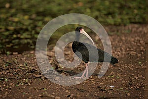 Bare-faced ibis, Phimosus infuscatus berlepschi