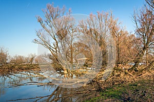 Bare and fallen trees in the water