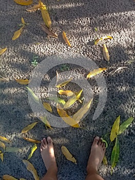 Fallen leaves on the ground