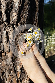 bare feet of child on bark of tree with bouquet of wild daisies between toes. joy, pampering, positive