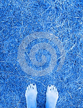 Bare feet on summer dry grass. Blue tone