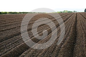 Bare field with dark soil