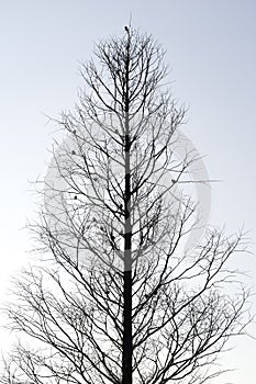 Bare fir trees under the sky