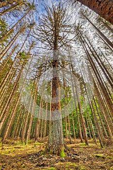 Bare Fir Trunk caused by Bark Beetles