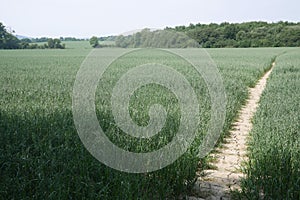 Bare footpath on very dried soil in farmed crop field large view with trees