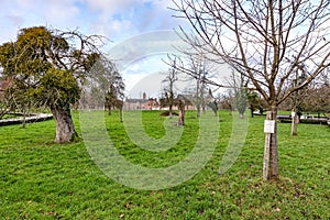 Bare fruit trees among green grass in organic orchard