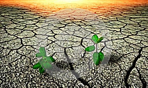 Bare ground with dry cracks and small green plants with the hot glaring sun in the background, symbolic image climate change ,made