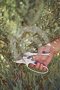 Bare hand of unrecognizable grower is clipping green thuja or juniper with sharp pruning shears in sunny park. Worker