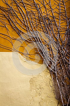 Bare ivy plant spreading on yellow stucco wall
