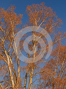 Leafless branches of a tree against a cold winter sky