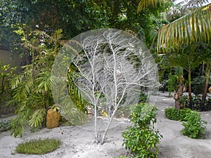 Bare leafless tree in a tropical garden