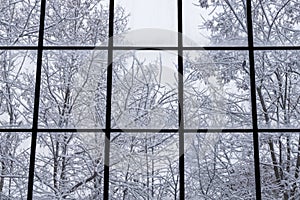 Bare, leafless trees covered with the snow against cloudy, white sky seen through the steamy mullion window