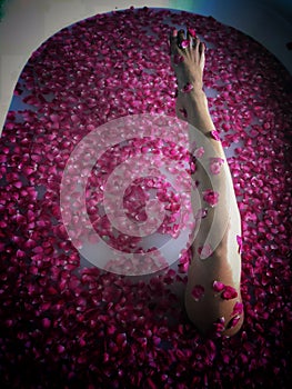 Bare leg of Asian woman exposed above luxury rose petal bath.