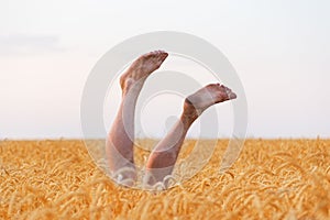 Bare legs upwards from field of ripe wheat. feet up in sky background and fields