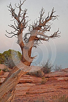 The bare limbs of a lone tree stretch into the desert landscape.