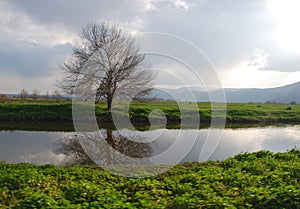 Bare lone tree photo