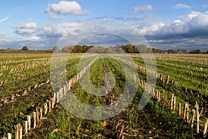 Bare Maize field in autumn