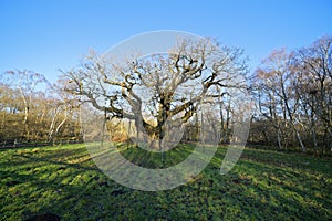 A bare Major Oak in Sherwood Forest under a blue sky