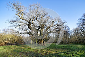 A bare Major Oak stands in Sherwood Forest on a winter morning