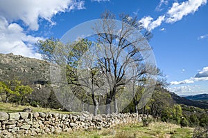 Bare Narrow-leafed ash tree, Fraxinus angustifolia