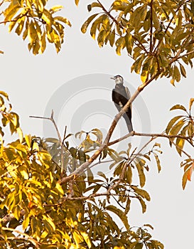 Bare-necked Fruitcrow