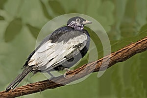 Bare-necked Fruitcrow, Gymnoderus foetidus, perched