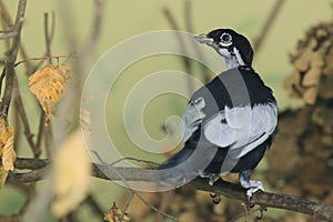 Bare-necked fruitcrow