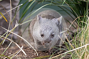 Bare nosed wombat