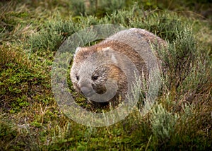 Bare nosed wombat