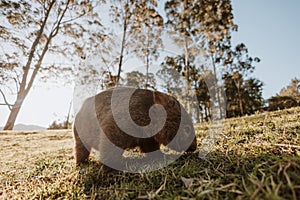 Bare-nosed Wombat at Bendeela Campground.