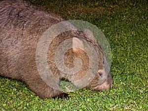 Bare-nosed Wombat in New South Wales, Australia