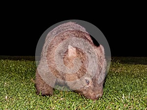 Bare-nosed Wombat in New South Wales, Australia