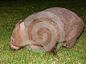 Bare-nosed Wombat in New South Wales, Australia