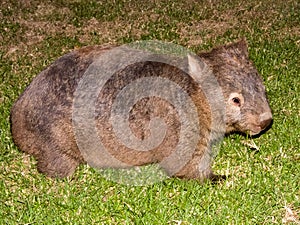 Bare-nosed Wombat in New South Wales, Australia