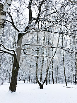 bare oak and birch trees at snow-covered clearing