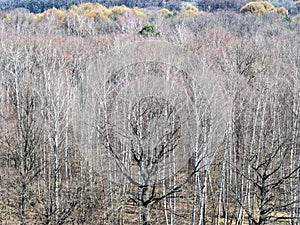 Bare oak copse in forest in spring