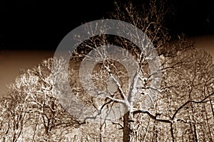 Bare oak forest background, sepia tones