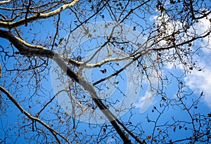 Bare oak tree against blue sky with clouds at winter time