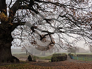 Bare oak tree branches in a misty park