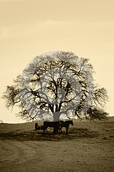 Bare Oak Tree and Horses in Winter