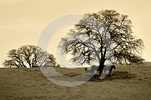 Bare Oak Tree and Horses in Winter