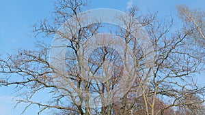 Bare oak tree in a spring. Gnarled old tree branches against blue sky. Tilt up.