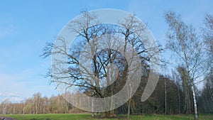 Bare oak tree in a spring. Gnarled old tree branches against blue sky. Wide shot.