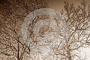 Bare oak trees in sepia color