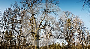Oak trees in early spring, winter. Bare trees
