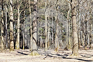 Bare oak trees in spring forest