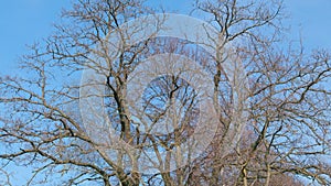 Bare old oak tree in spring. Oak tree in early spring, scraggly branches against blue sky. Tilt up.