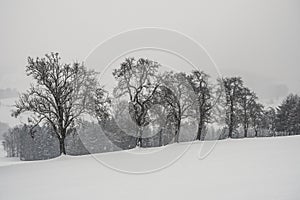 Bare Pear Trees in Winter with Snow in the Mostviertel, Lower Austria photo